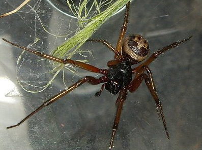 False Widows - Spider species | OBOBAS JISHEBI | ობობას ჯიშები